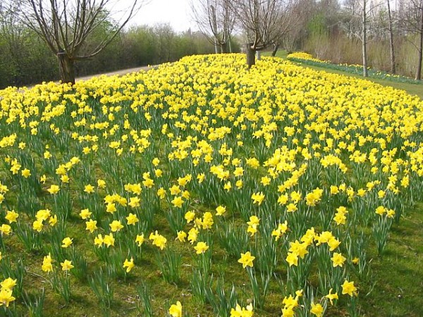 DAFFY
